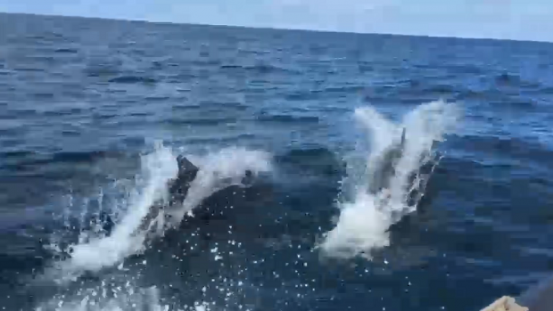 Bijzondere ontmoeting met dolfijnen in Noordzee